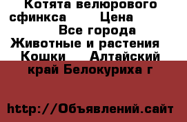 Котята велюрового сфинкса. .. › Цена ­ 15 000 - Все города Животные и растения » Кошки   . Алтайский край,Белокуриха г.